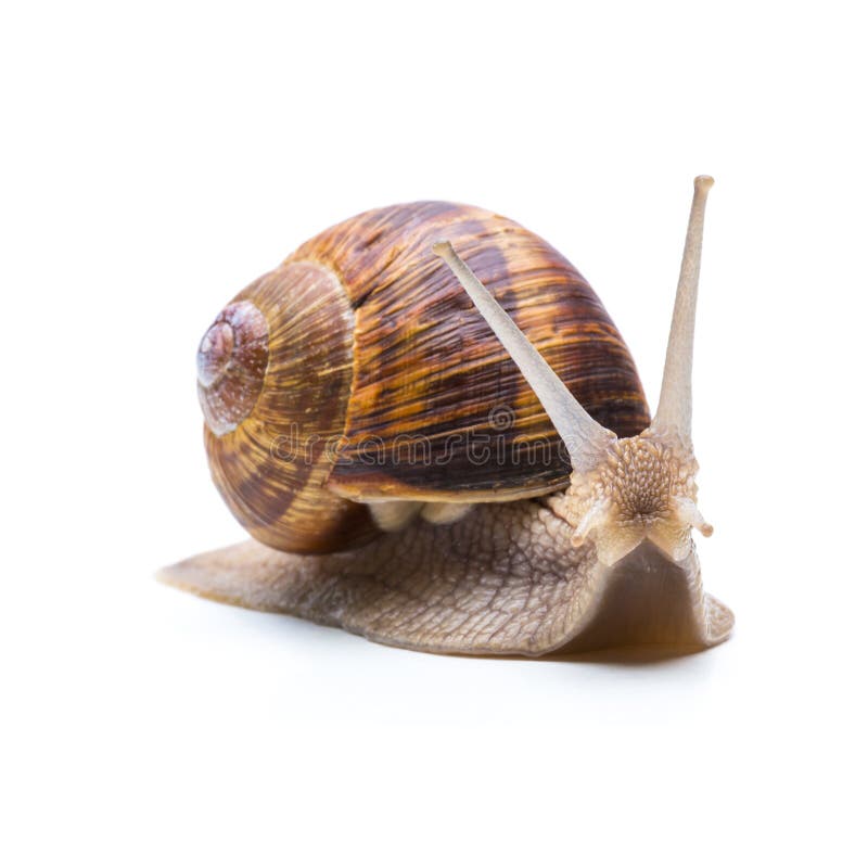A big brown garden snail looks to you isolated on white background. Taken in Studio with a 5D mark III