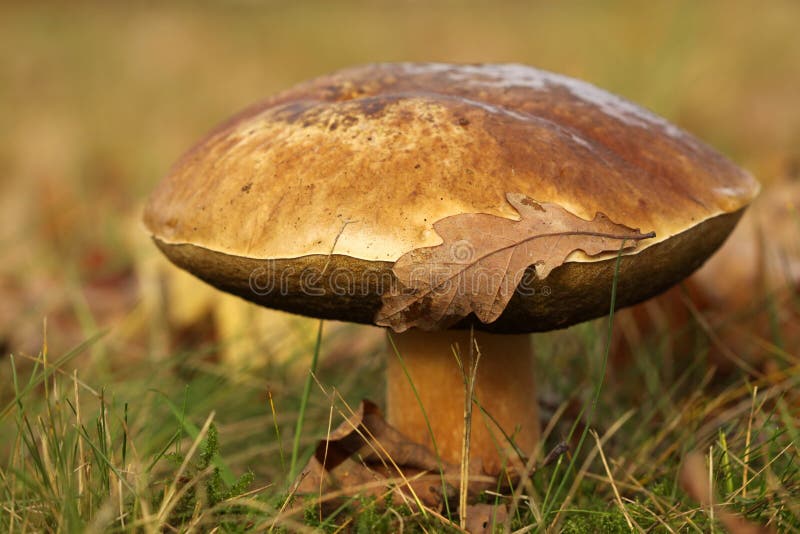 Big Brown Mushroom with a Leaf on it Stock Image Image of brown