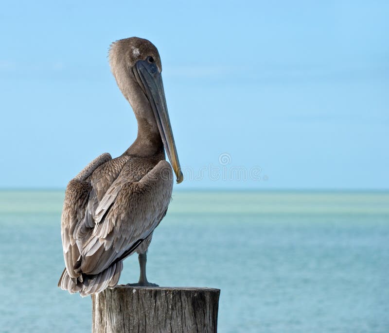 Brown Pelican Standing on a Pier Post Stock Image Image of stand