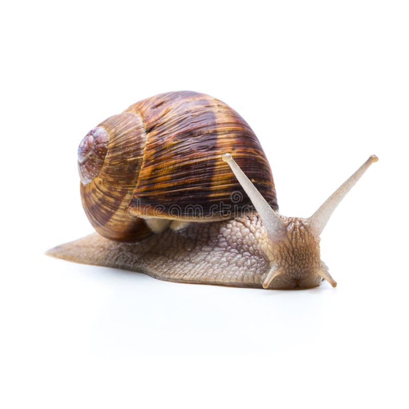 A big brown roman snail is bored isolated on white background. Taken in Studio with a 5D mark III. A big brown roman snail is bored isolated on white background. Taken in Studio with a 5D mark III
