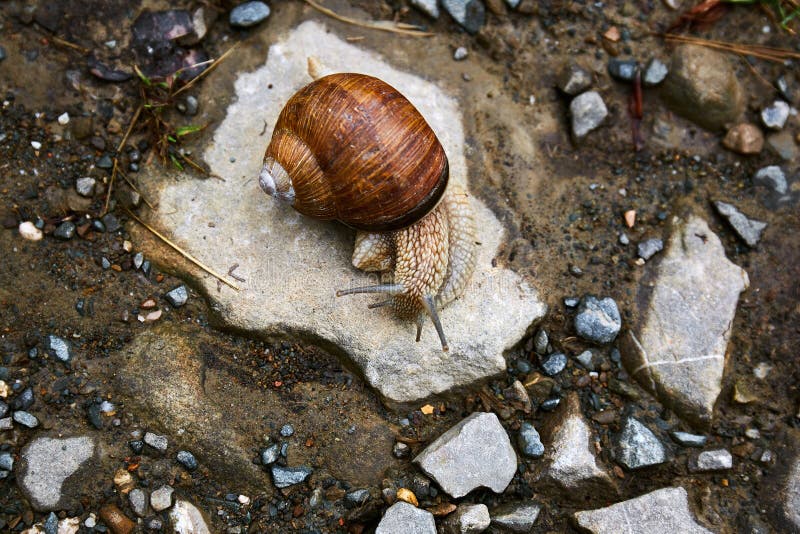 Big Brown Snail Crawling on the Stone Stock Image Image of motion, food 88376345