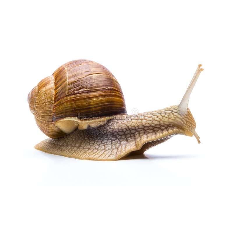 A big brown snail goes slowly away isolated on white background. Taken in Studio with a 5D mark III. A big brown snail goes slowly away isolated on white background. Taken in Studio with a 5D mark III