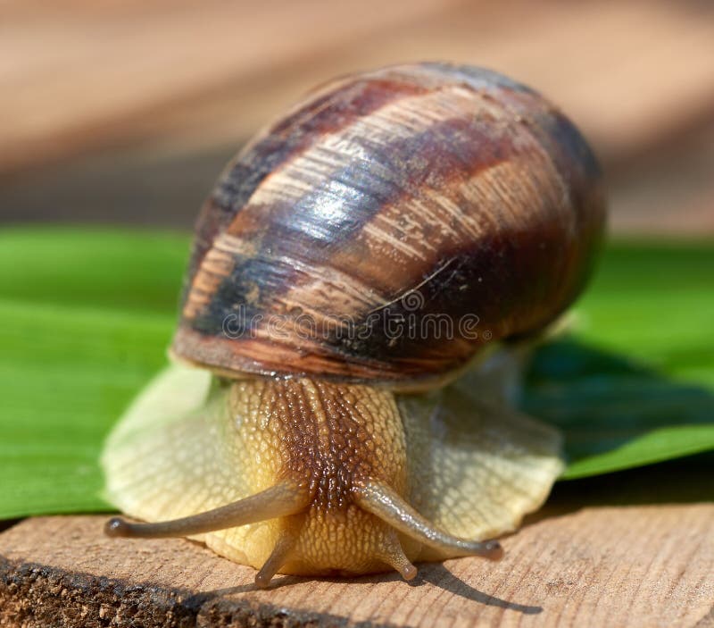 Big Brown Snail on a Green Leaf Stock Photo Image of forest, slug 180046104