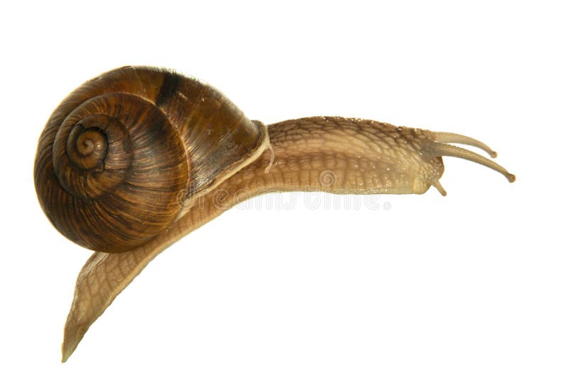 Big Brown Snail on White Background Stock Image Image of creature, background 196973863