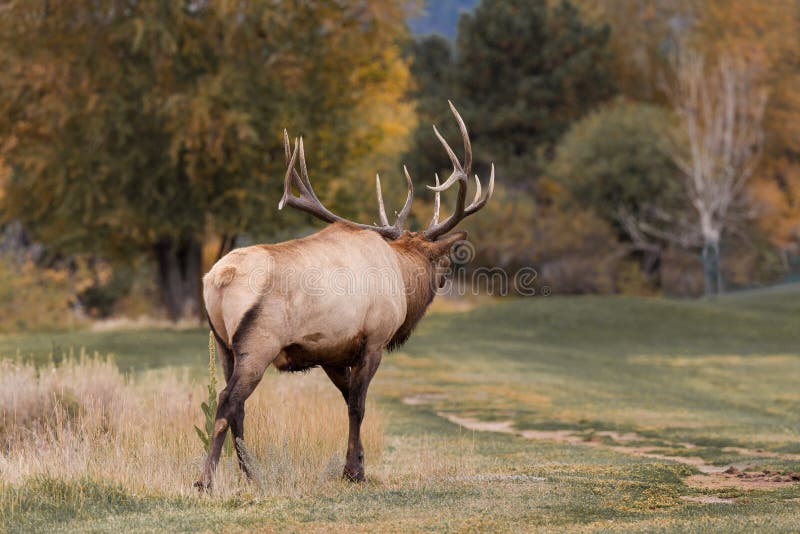Big Bull Elk Bugling stock image. Image of wildlife, antlers 58275671