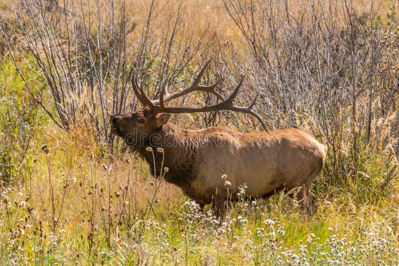 Big Bull Elk Bugling stock photo. Image of animal, antlers 46277942