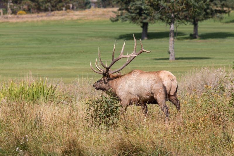 Big Bull Elk in Meadow stock image. Image of bull, wild 75429053