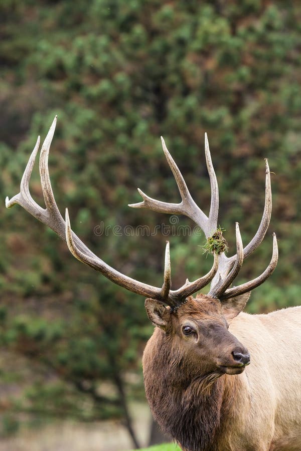 Big Bull Elk Portrait in Rut
