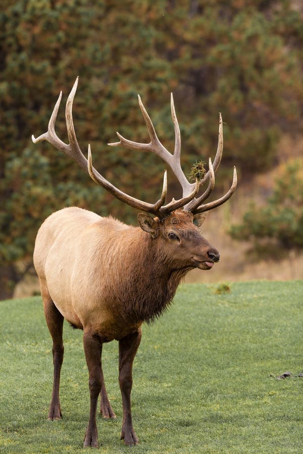 Big Bull Elk in rut stock photo. Image of colorado, fall 59093318