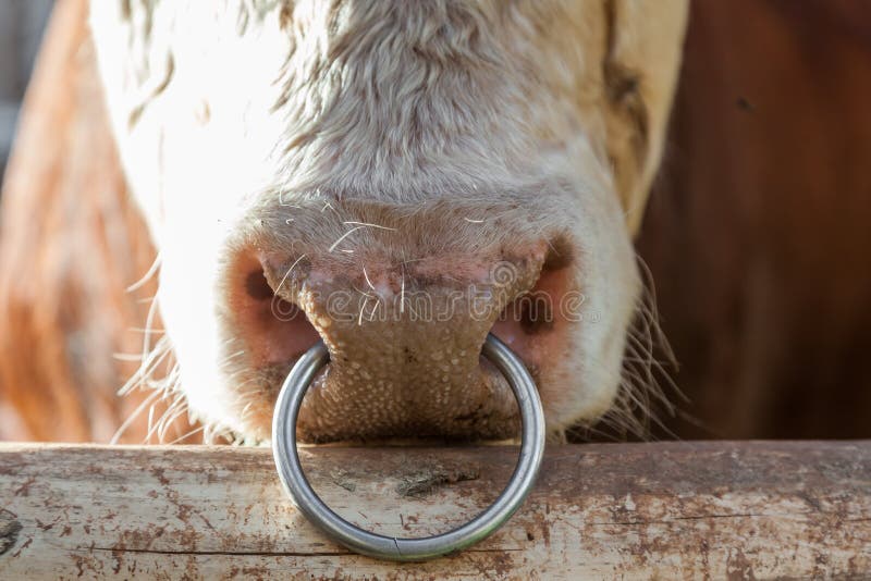 Big bull with a metal ring in a nose.