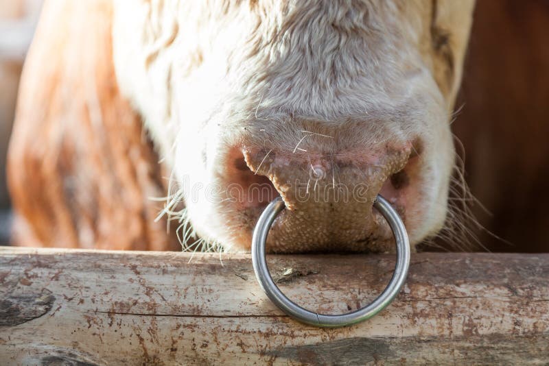 97 Bull Nose Ring Stock Photos, High-Res Pictures, and Images - Getty Images