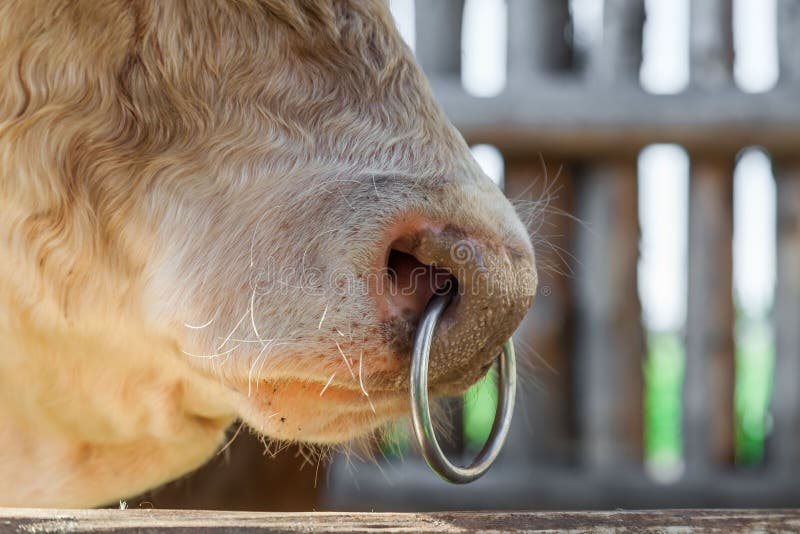 Ring Through The Nose Of A Simmental Bull Stock Photo - Download Image Now  - Bull - Animal, Simmental Cattle, Agriculture - iStock