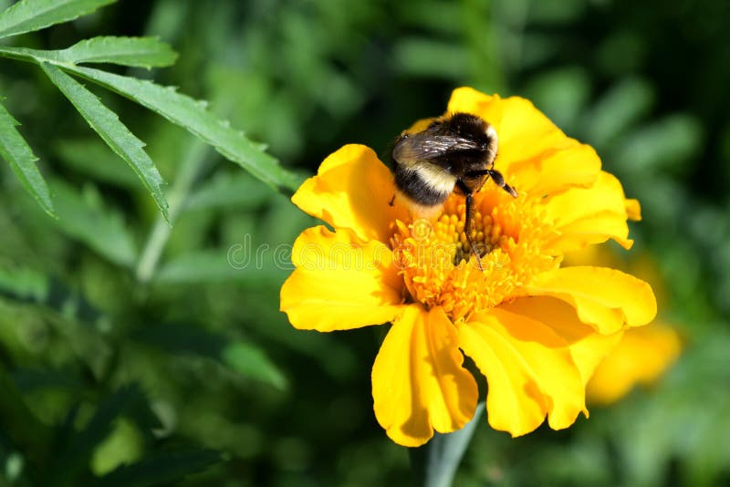 Big Bumblebee Collects Nectar from a Flower Marigold Stock Image