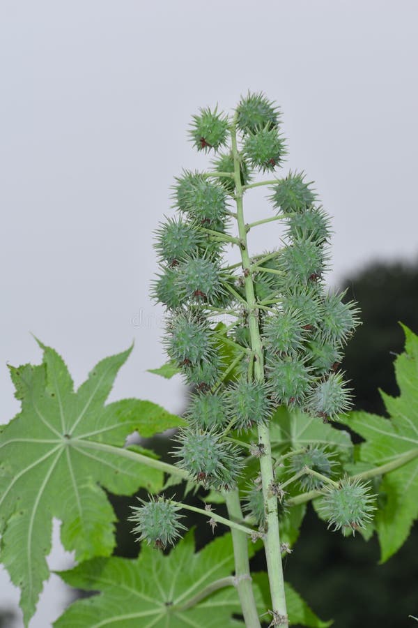 Datura Tree Plant, Angel& X27;s Trumpets , Moonflowers. Extremely Toxic
