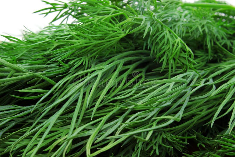 Big bunch of fresh dill stock photo. Image of fennel 50992480