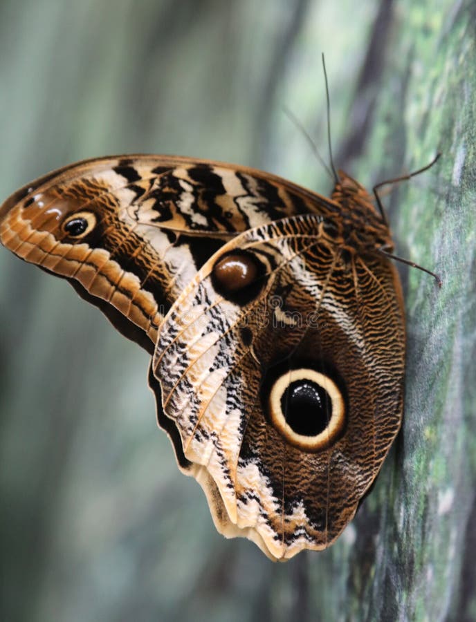 Big Butterfly with Eyes on the Wings Stock Photo Image of wing
