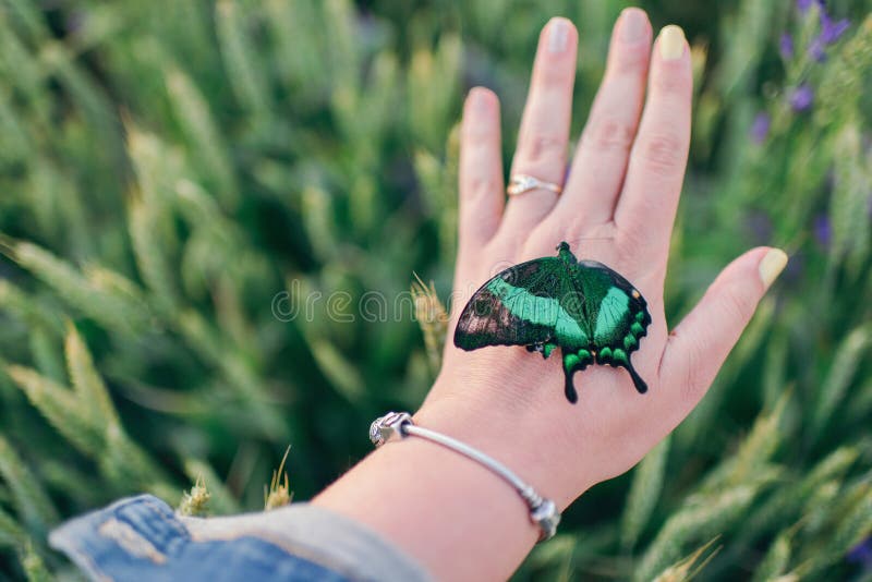 Big butterfly on hand