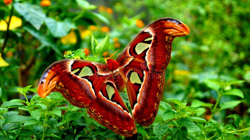 Big butterfly in a butterfly´s farm in Thailand