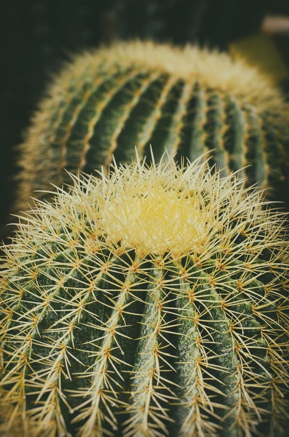 Big Cactus Close up royalty free stock images