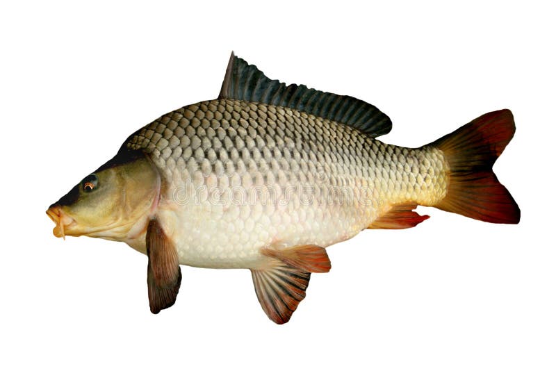 Fish Carp with Scales. Raw River Fish Stock Image Image of bream