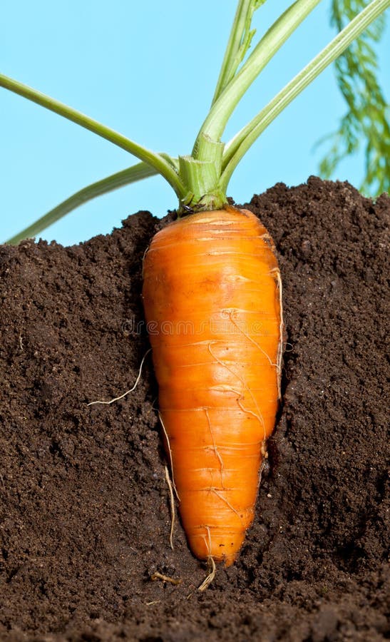 Carrots Grow Underground Epub-Ebook