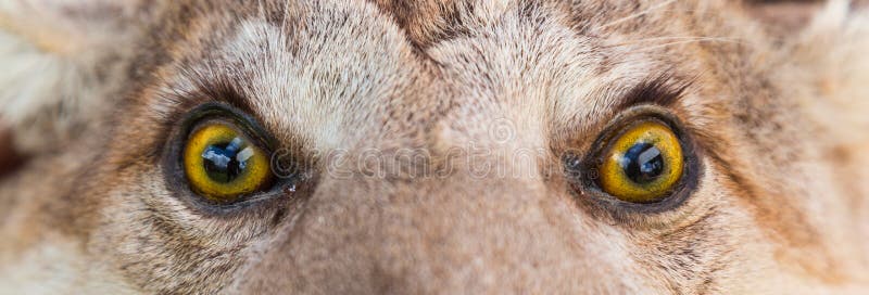Big cat eyes - background image royalty free stock images