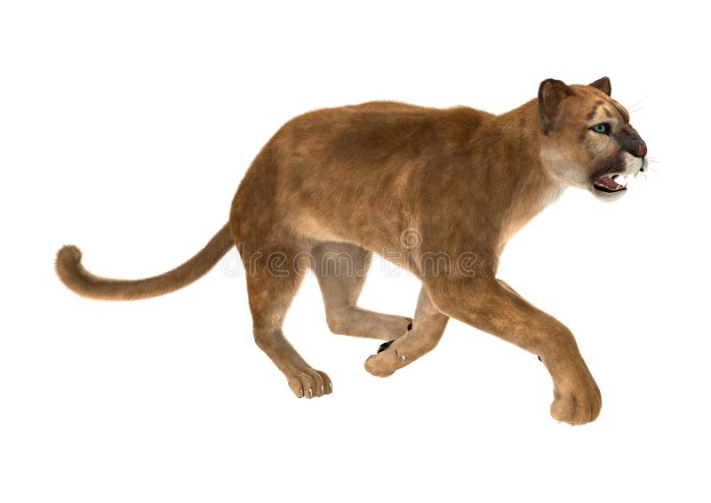 Big Cat Puma stock photo. Image of 