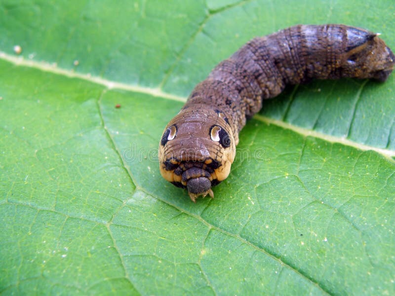 Big caterpillar