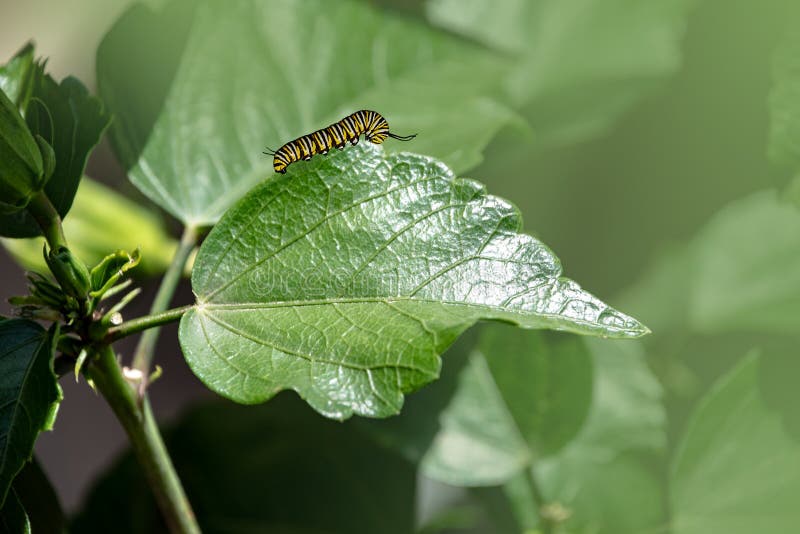 The Big Caterpillar on a Leaf. Caterpillars Eating the Leaves Stock