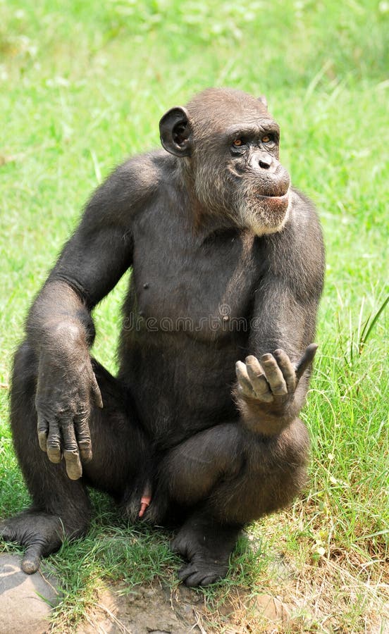 Big chimpanzee