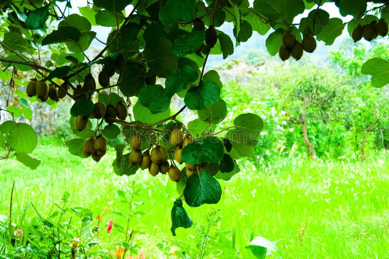 Big cluster of kiwi on the tree