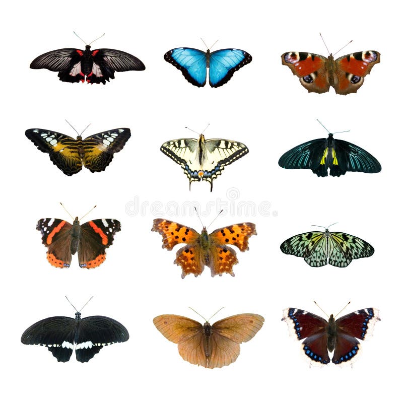 Big collection of butterflies