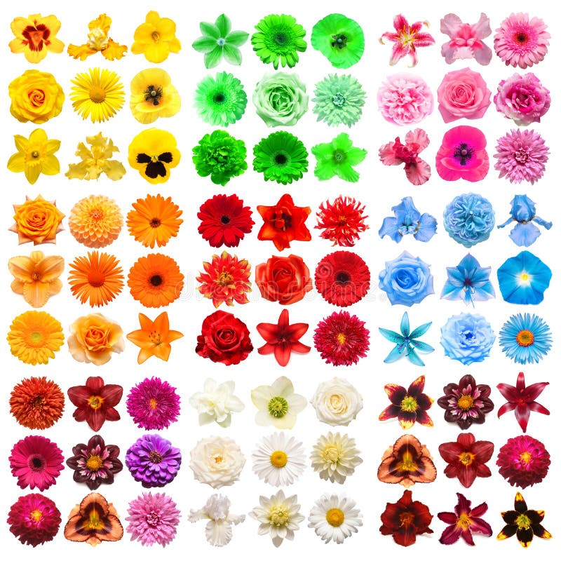 Big collection of various head flowers blue, yellow, pink, white, red, green, purple and orange isolated on white background