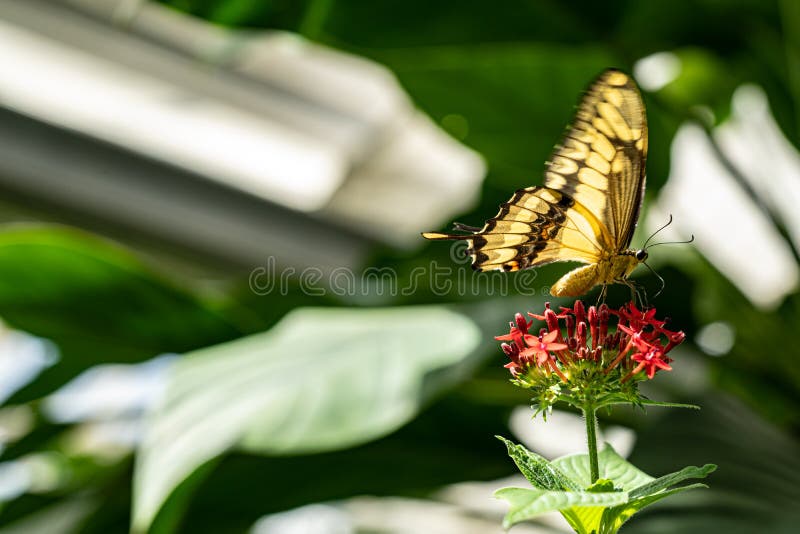 Big and colored butterfly on the green plant royalty free stock photo