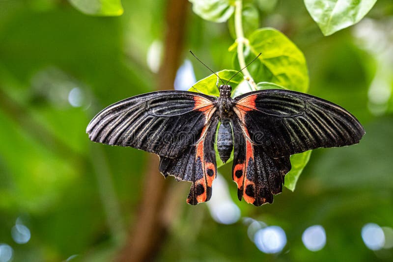 Big and colored butterfly on the green plant stock photo