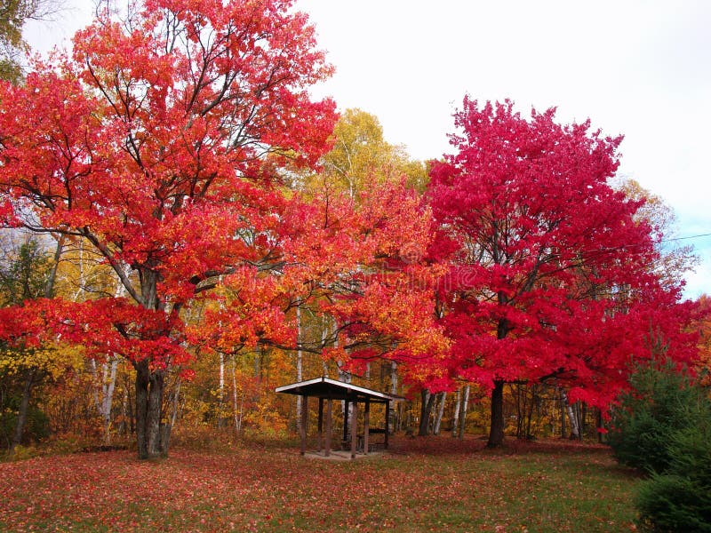 Big colourful trees royalty free stock image