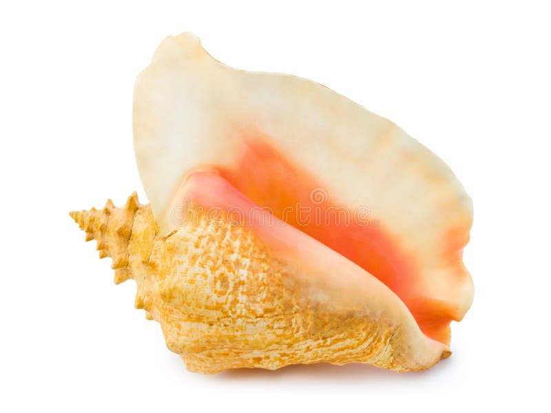 Big conch