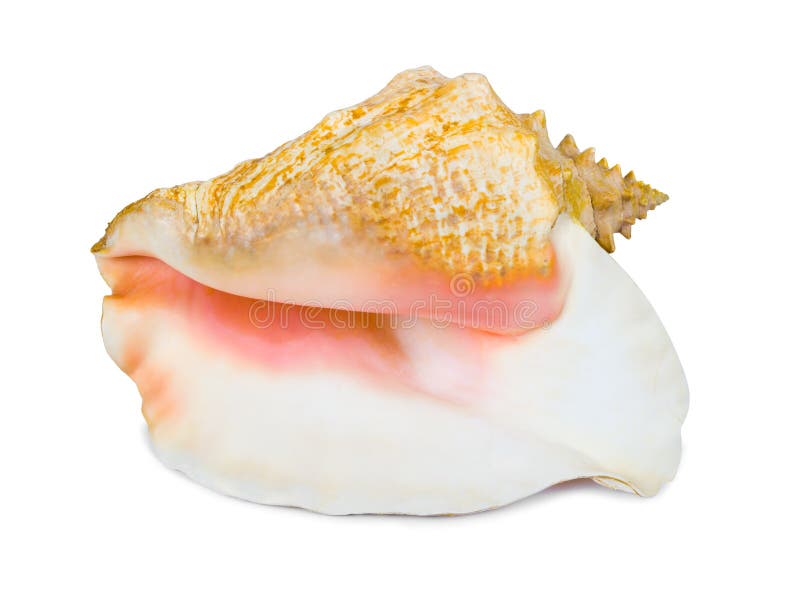 Big conch