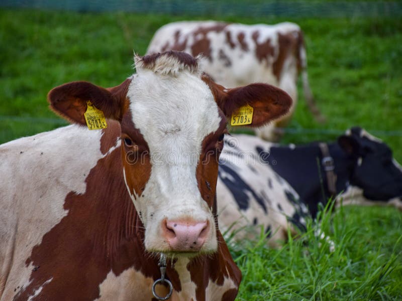 Cows Eat Grass in the Meadow Editorial Photography Image of grass