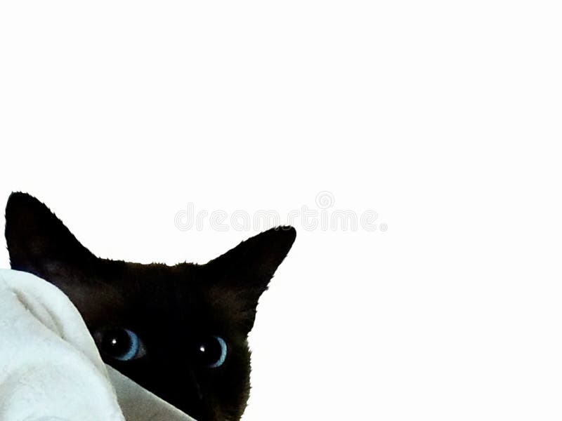 funny black cat making angry face on pink background Stock Photo