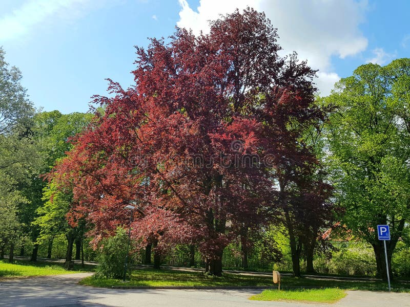 Big, dark red tree stock image. Image of branch, dark 214328421