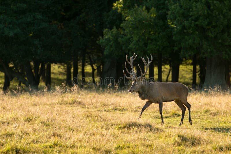 Big Deer in forest stock photo. Image of wild, nature 37267132