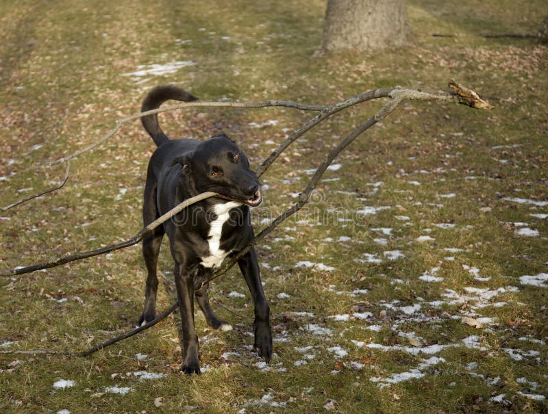 Big dog with big stick stock image. Image of tree, biting 12689095