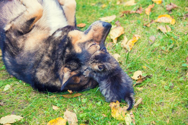 A big dog and a little kitten are the best friends royalty free stock image A big dog and a little kitten are the best friends royalty free stock image