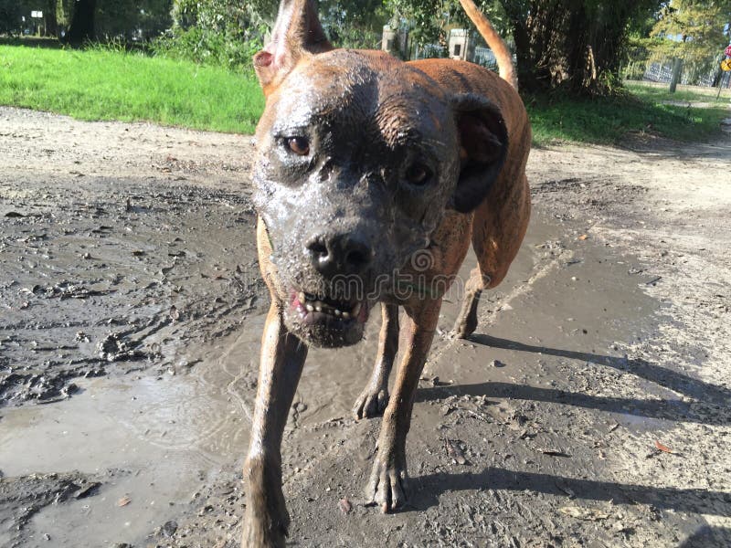 2,450 Muddy Dog Stock Photos Free & RoyaltyFree Stock Photos from