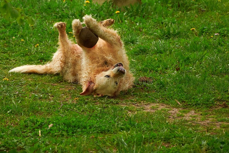 Big dog playing ball on grass stock images Big dog playing ball on grass stock images