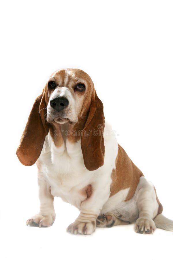 Big basset hound with short legs and long ears. Big basset hound with short legs and long ears