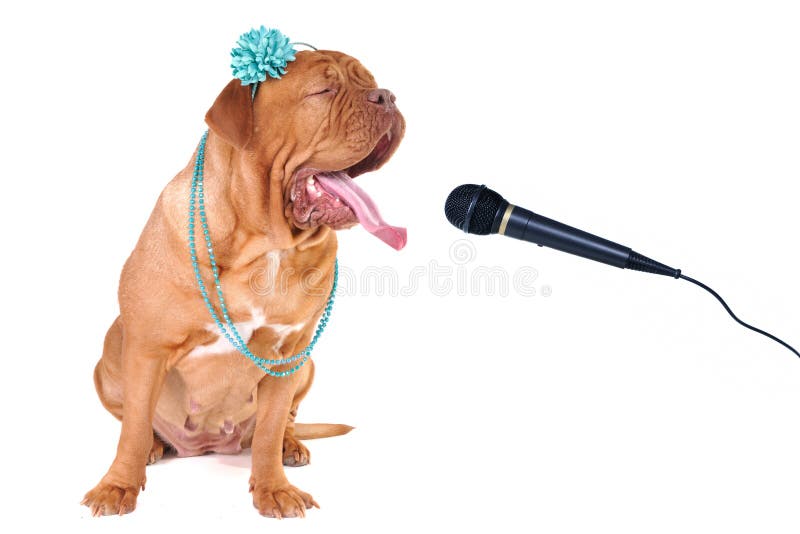Dog in Singing Performance on Stage Stock Photo Image of domestic
