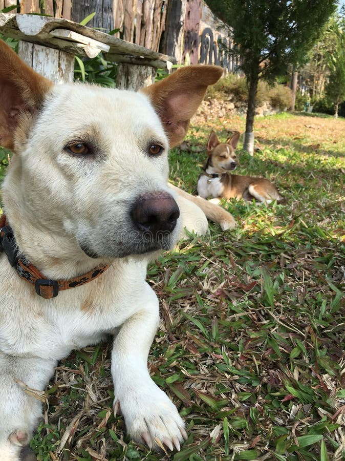 BIg Dog and Small Dog in Garden Stock Photo Image of avenue, canal