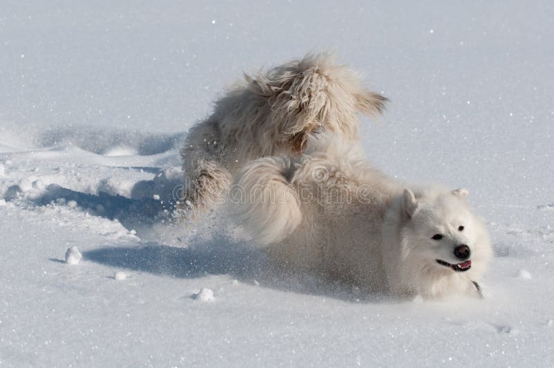 Big dogs game stock image. Image of cold, play, winter 11973375